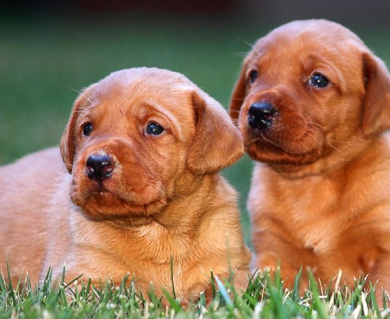 Red Lab Puppies