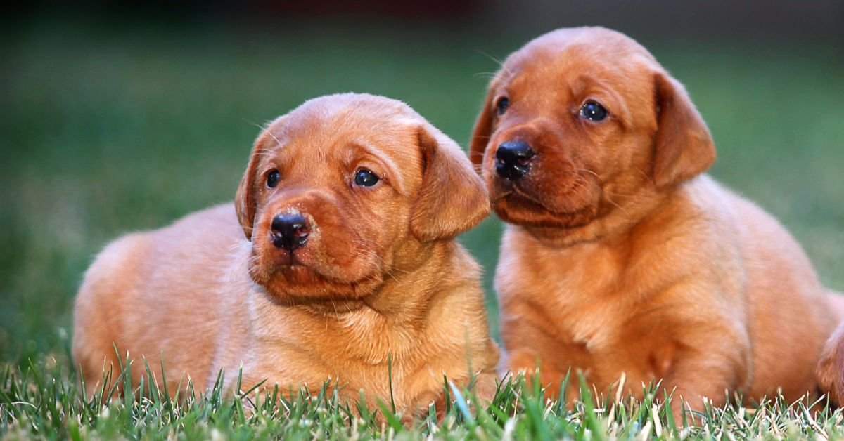 Red Lab Puppies