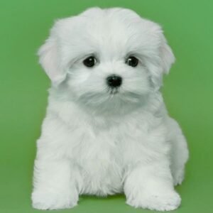 Teacup Maltese