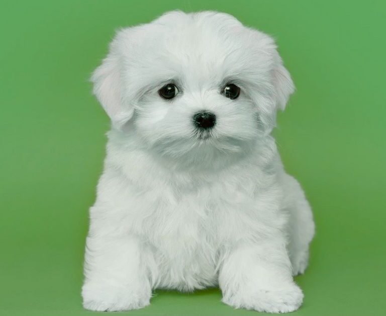 Teacup Maltese