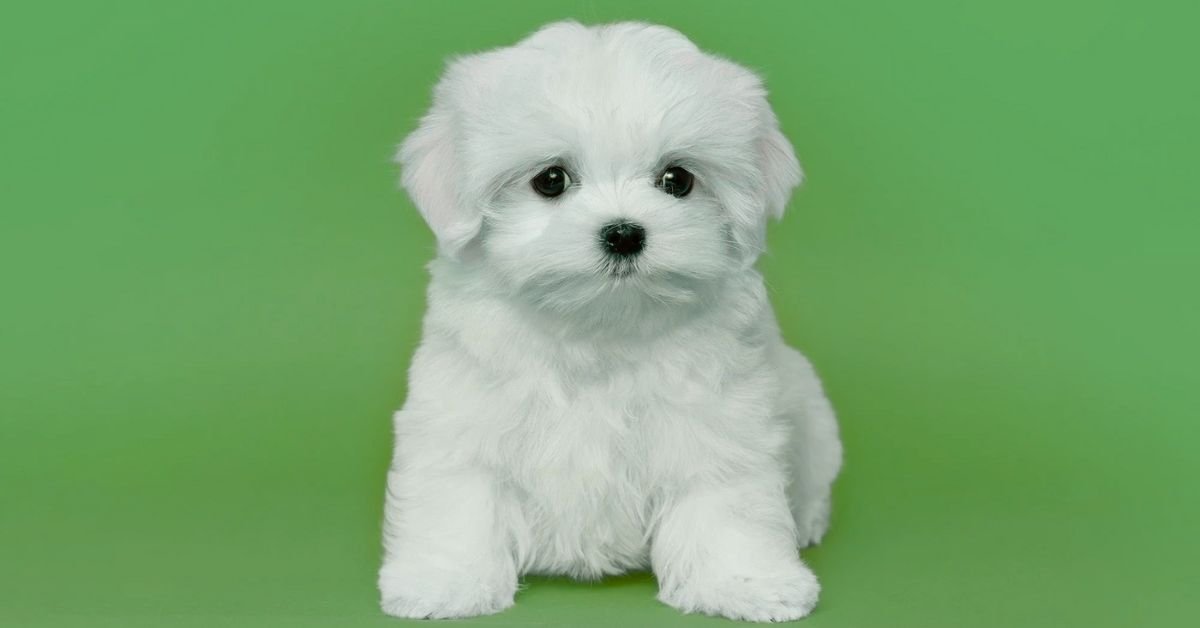 Teacup Maltese