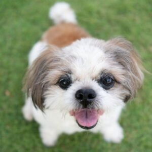 Teacup Shih Tzu