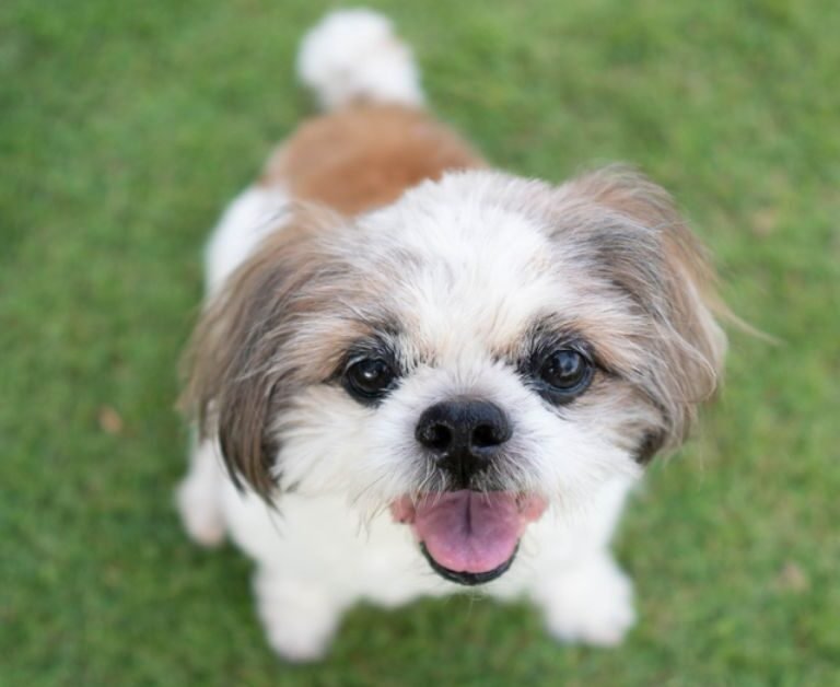 Teacup Shih Tzu