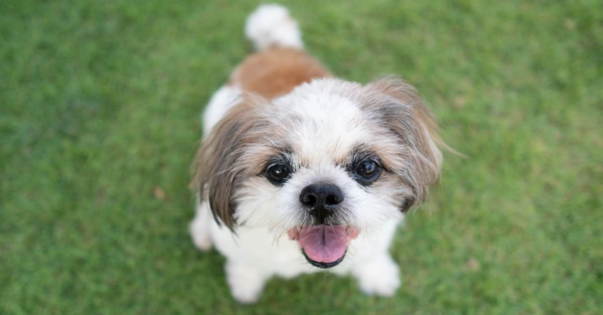 Teacup Shih Tzu