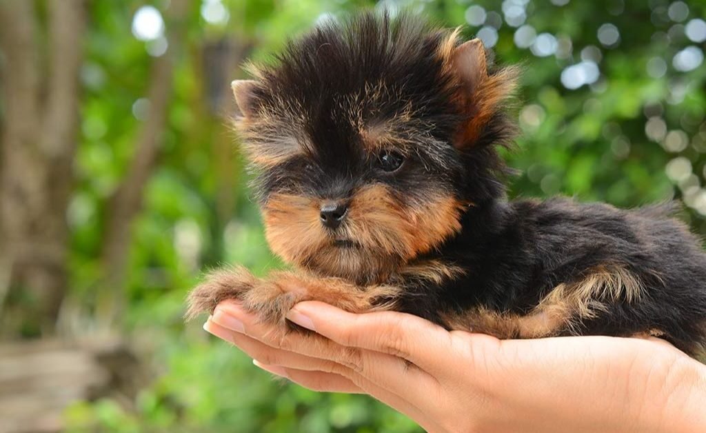 Teacup Yorkie
