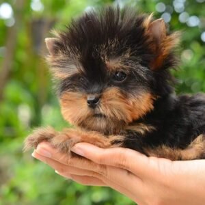 Teacup Yorkie