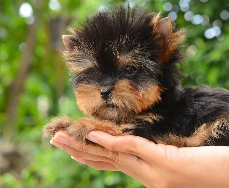 Teacup Yorkie