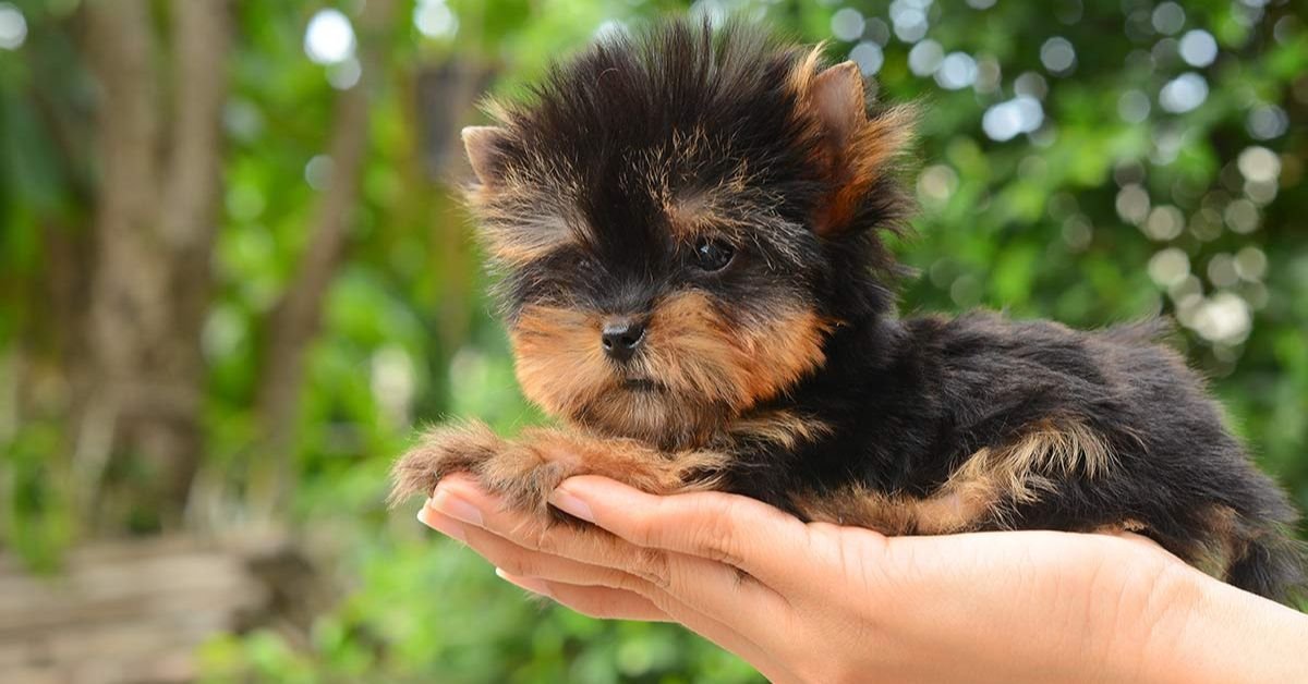 Teacup Yorkie