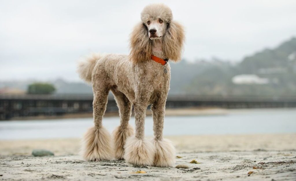 Why Poodles Are the Worst