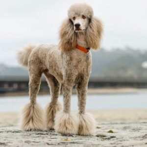 Why Poodles Are the Worst