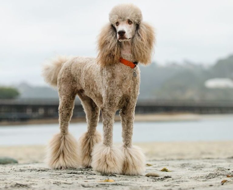 Why Poodles Are the Worst