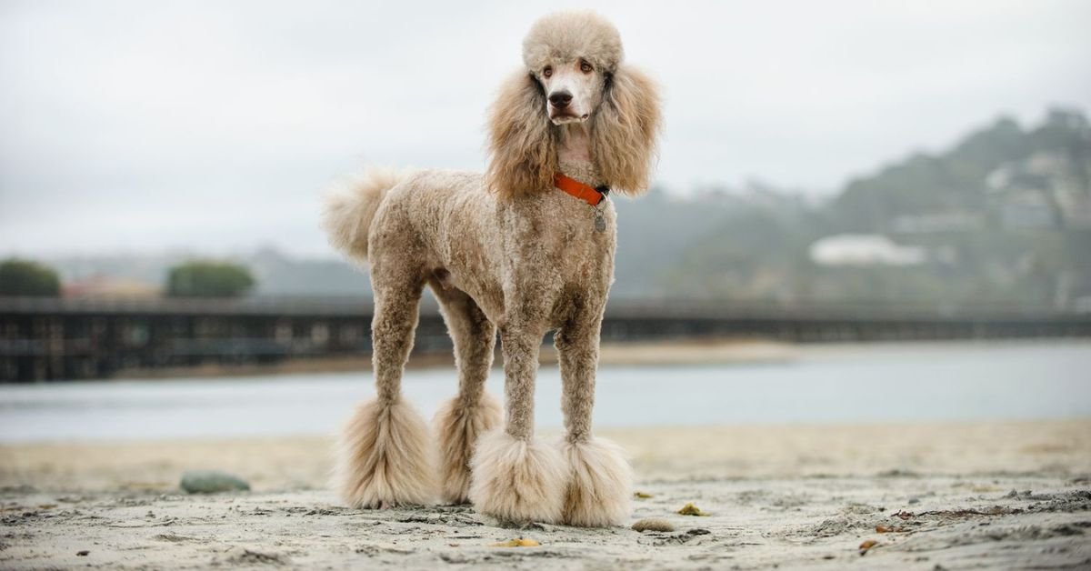 Why Poodles Are the Worst