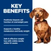 Hill's Science Diet Perfect Weight Small & Mini Breeds – Adult 1–6 Dry Dog Food, Chicken Recipe (12.5 lb Bag)