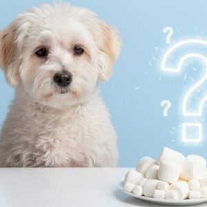 Can Dogs Eat Marshmallows