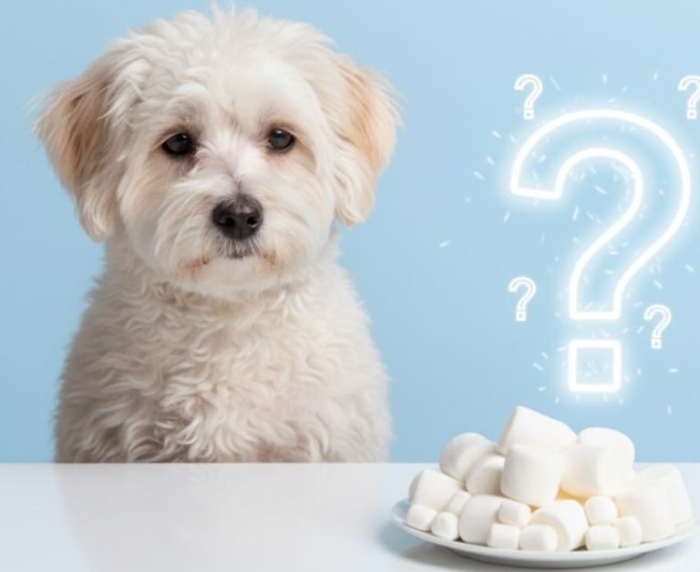Can Dogs Eat Marshmallows