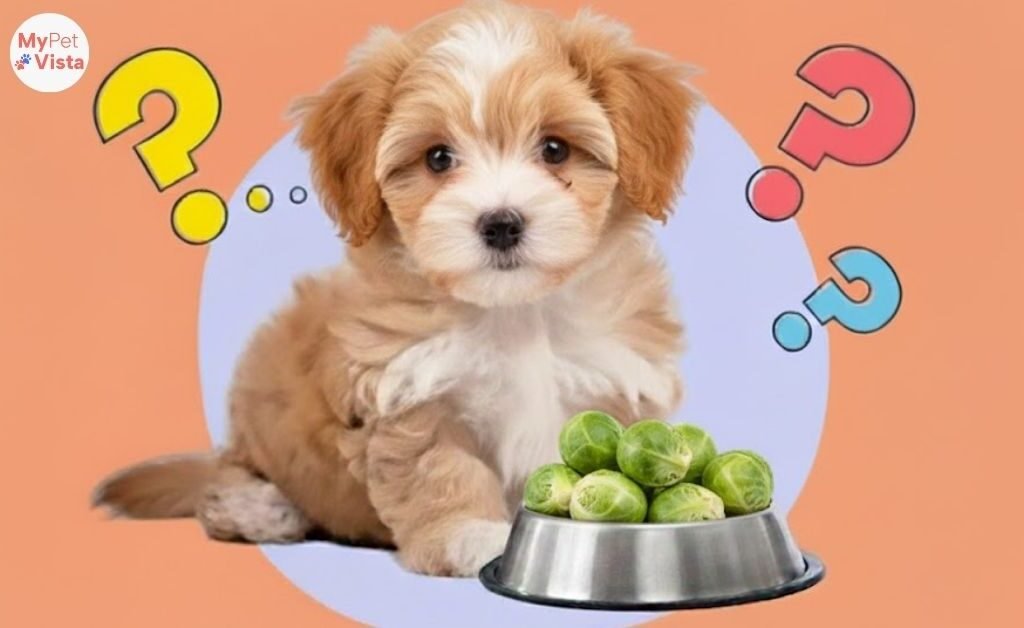 Can Dogs Eat Brussels Sprouts