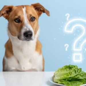 can dogs eat lettuce