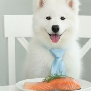 can dogs eat salmon
