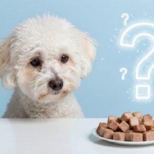 can dogs eat pork