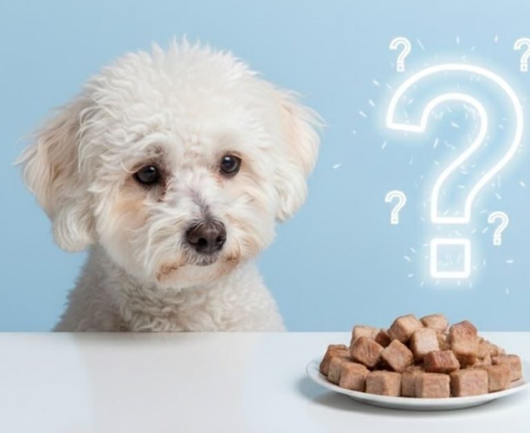 can dogs eat pork