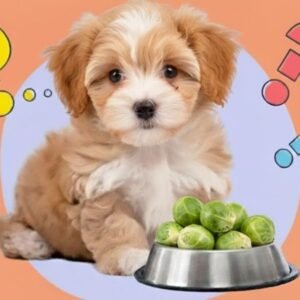 Can Dogs Eat Brussels Sprouts