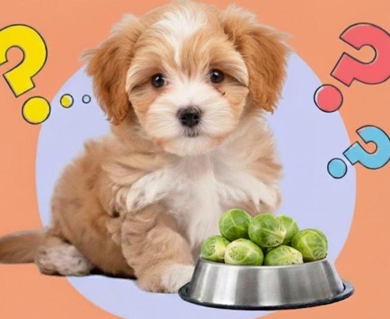 Can Dogs Eat Brussels Sprouts