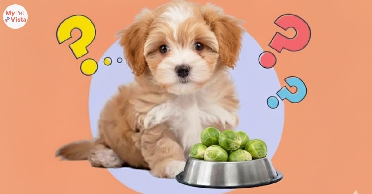 Can Dogs Eat Brussels Sprouts