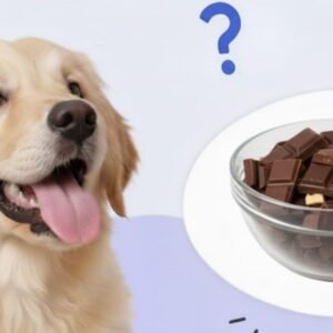 Can Dogs Eat Chocolate