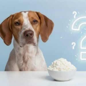 Can Dogs Eat Cottage Cheese