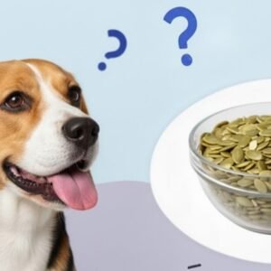 Can Dogs Eat Pumpkin Seeds