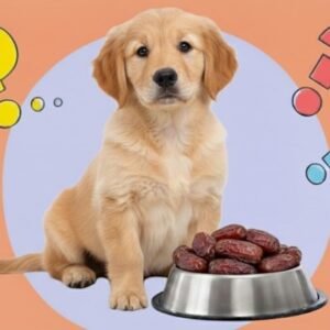 Can Dogs Eat Dates