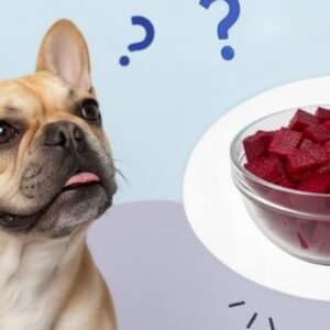 Can Dogs Eat Beets