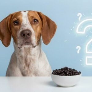 Can Dogs Eat Black Beans