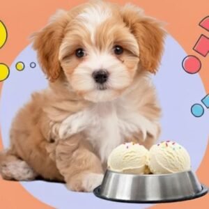 Can Dogs Eat Ice Cream