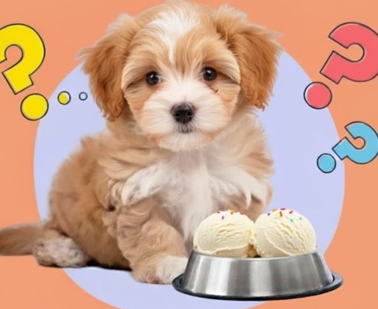 Can Dogs Eat Ice Cream