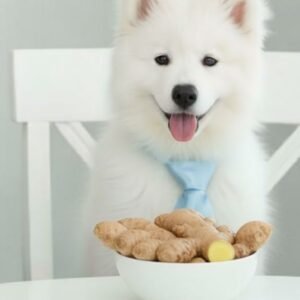 Can Dogs Eat Ginger