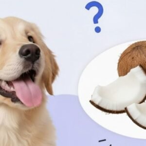 Can Dogs Eat Coconut
