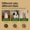 71HfshZD ZL._AC_SL1500 PETLIBRO RFID Automatic Cat Feeder – Smart Wi-Fi Food Dispenser with Collar Sensor (3L)