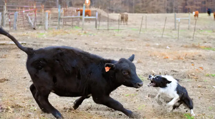 Hanging Tree Cattle Dog