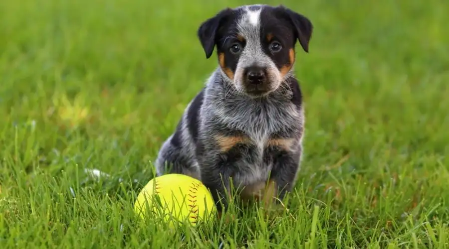 Hanging Tree Cattle Dog