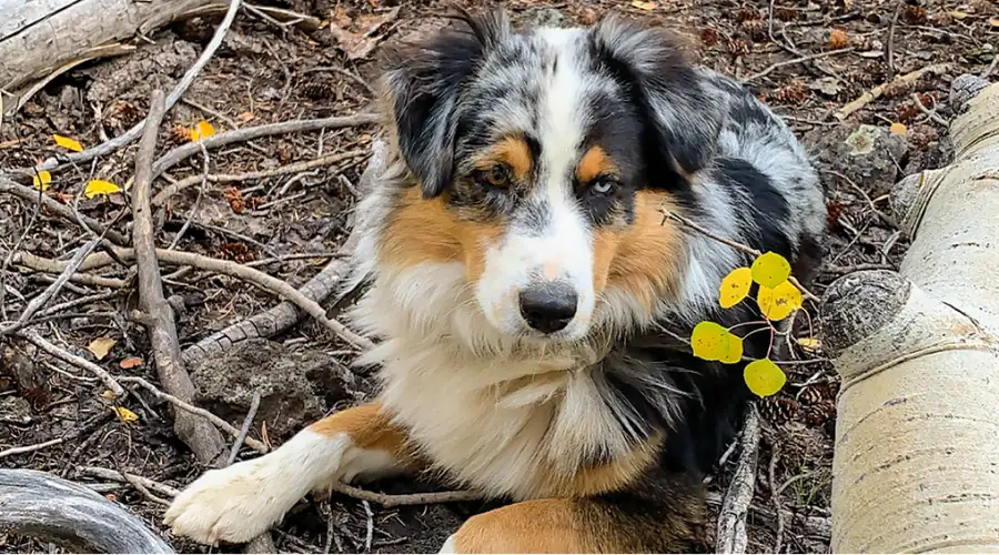 Hanging Tree Cattle Dog