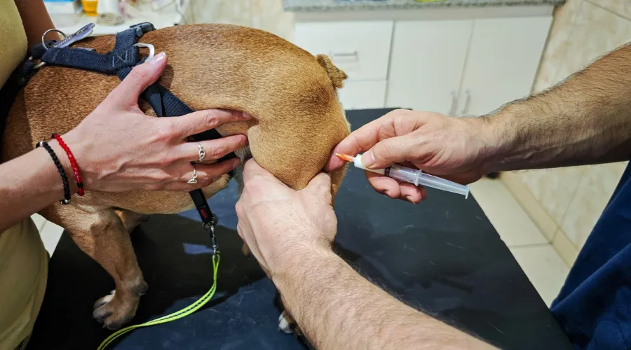 Core Vaccines in the Puppy Shots Schedule