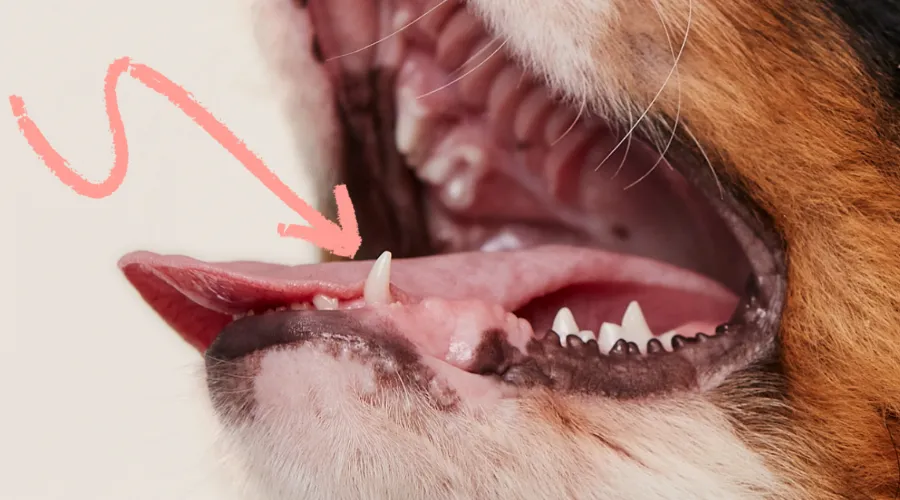 How Long Does It Take for a Dog’s Baby Teeth to Fall Out