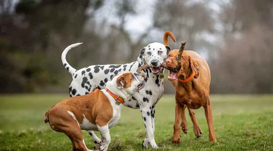Non-Core Vaccines in the Puppy Vaccination Schedule Chart