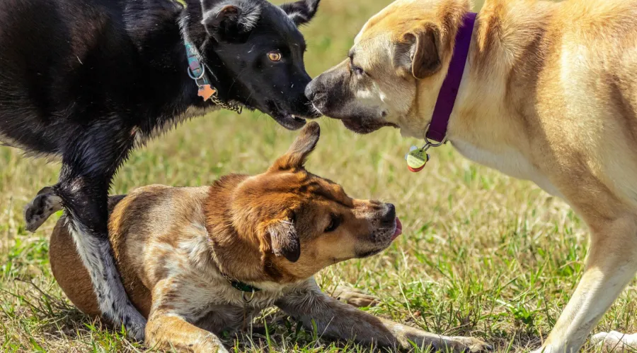 Non-Core Vaccines in the Puppy Vaccination Schedule Chart