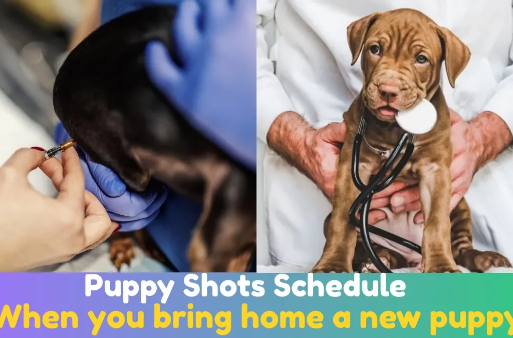 Puppy Shots Schedule