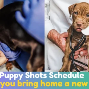 Puppy Shots Schedule