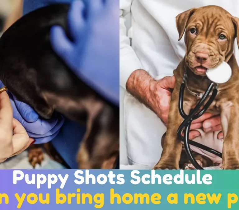 Puppy Shots Schedule
