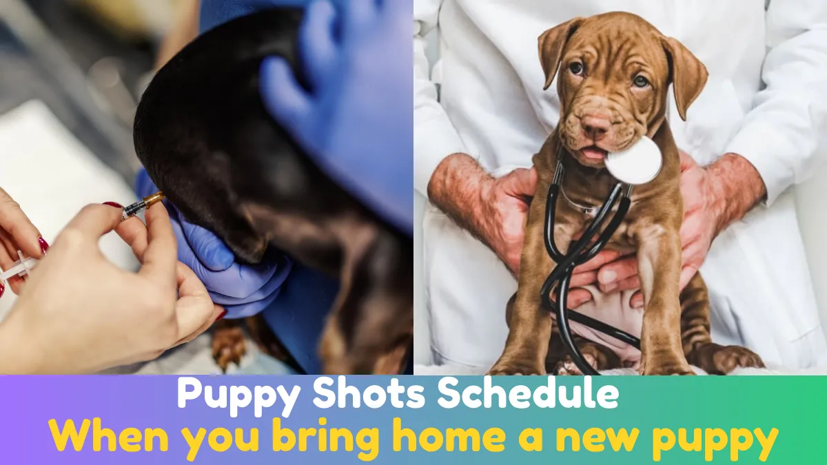 Puppy Shots Schedule