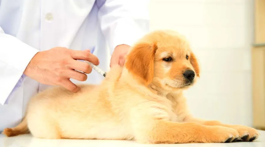 Signs Your Puppy Needs Immediate Veterinary Care